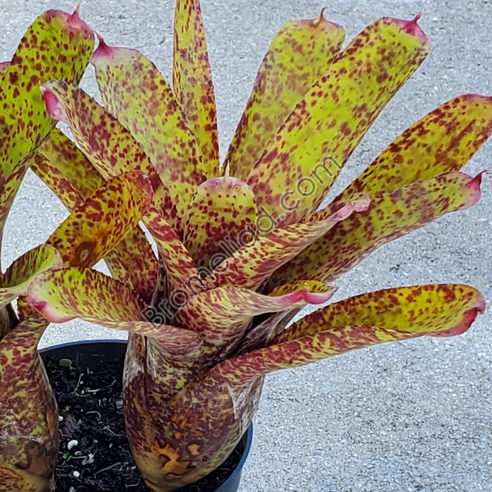 Neoregelia 'Guinea' – bromeliad.com