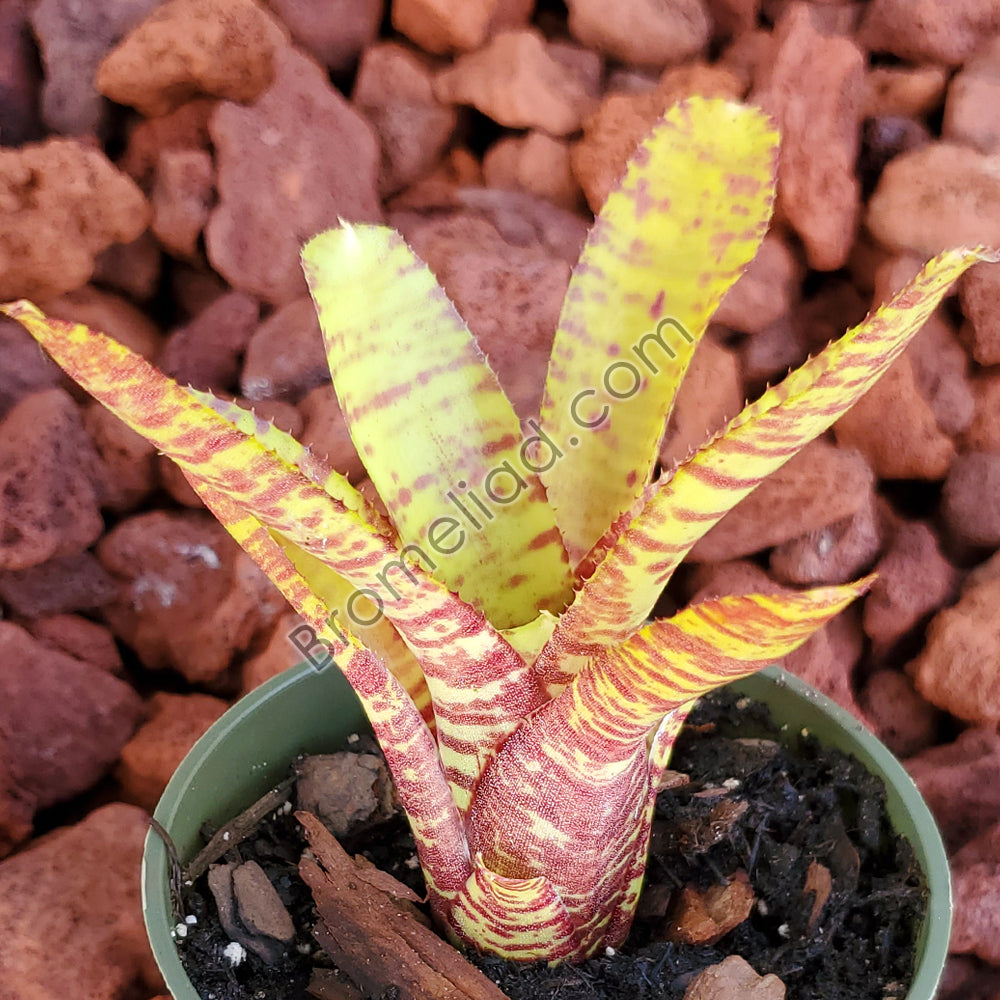 Neoregelia 'Popoki' – bromeliad.com