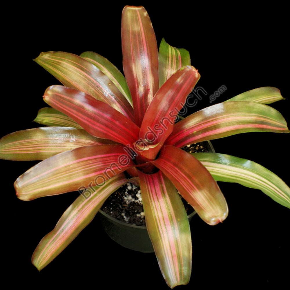 Neoregelia 'Zoe' – bromeliad.com